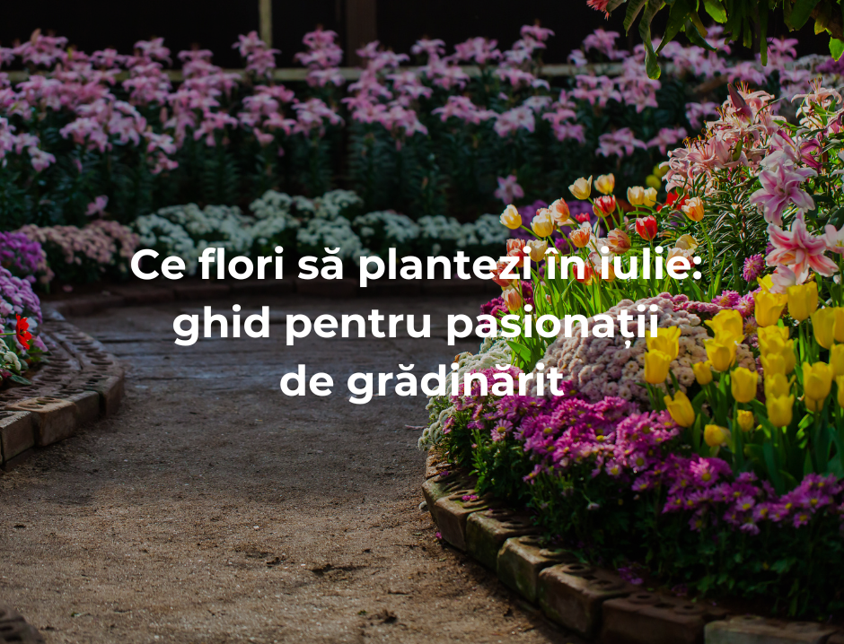 Ce flori să plantezi în iulie: ghid pentru pasionații de grădinărit