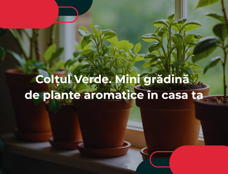 Colțul verde. Mini grădină de plante aromatice în casa ta