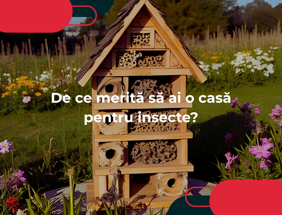 De ce merită să ai o casă pentru insecte?