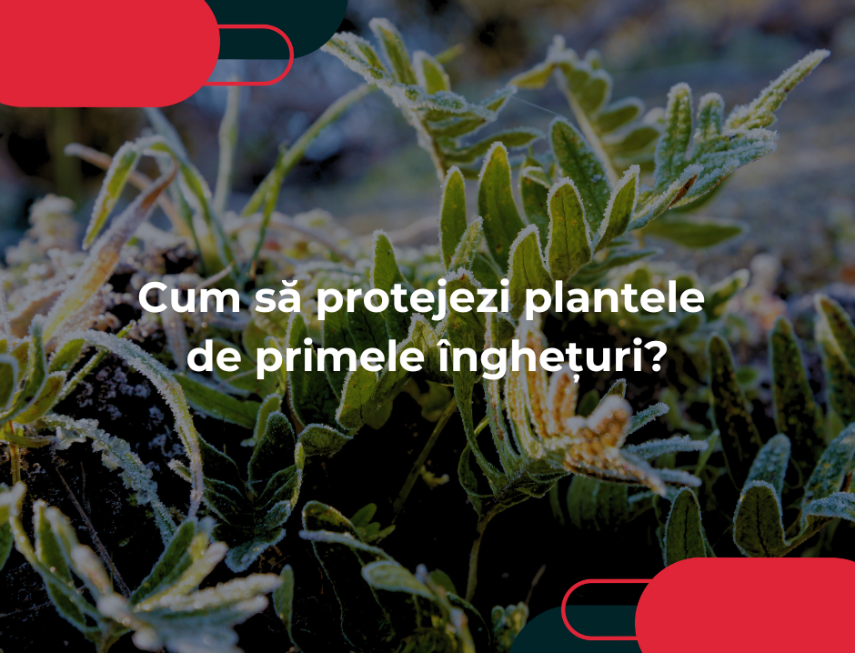 Cum să protejezi plantele de primele înghețuri?