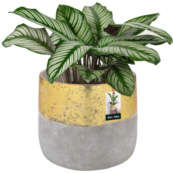 Ghiveci ceramic neglazurat pentru flori plante 12 cm - Culoare gri