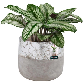 Ghiveci ceramic neglazurat pentru flori plante 12 cm - Culoare gri